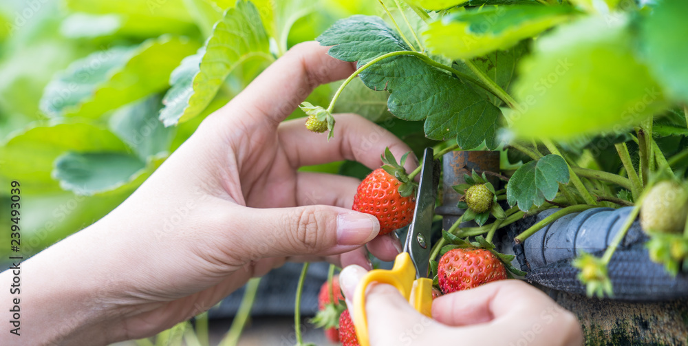 A young woman is picking up fresh seasonal strawberries with scissors in the garden, concept of orga