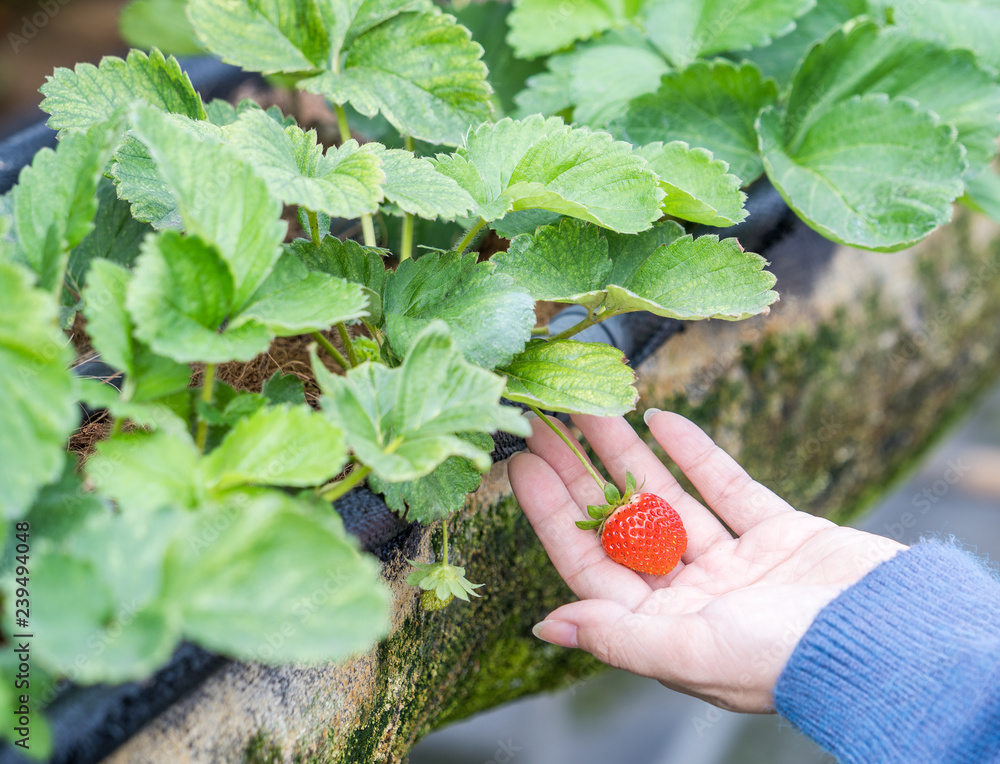 A young woman is picking up fresh seasonal strawberries in the garden, concept of organic farming, c