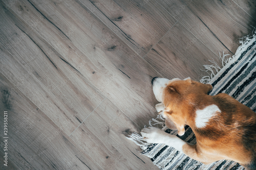 比格犬平静地睡在强化木地板上的条纹垫子上。舒适的家庭俯视图中的宠物。