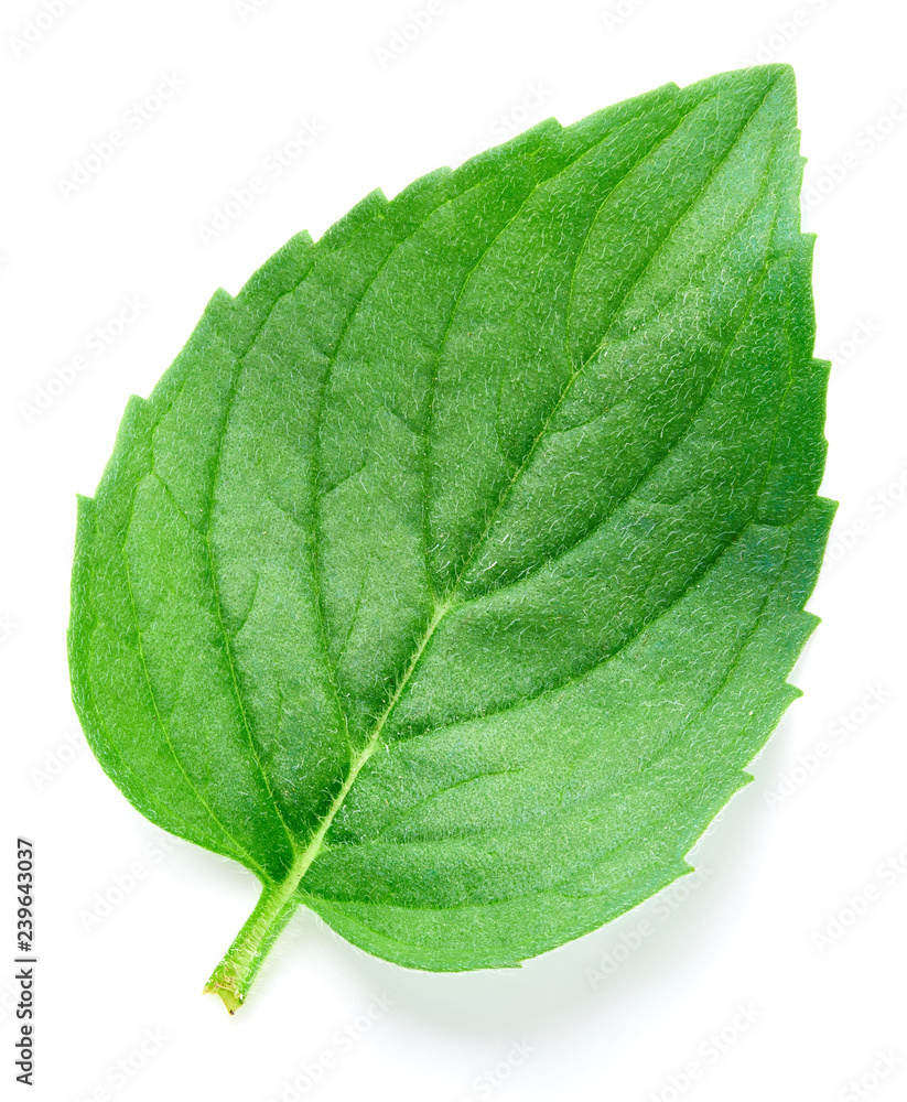 Fresh mint isolated Clipping Path