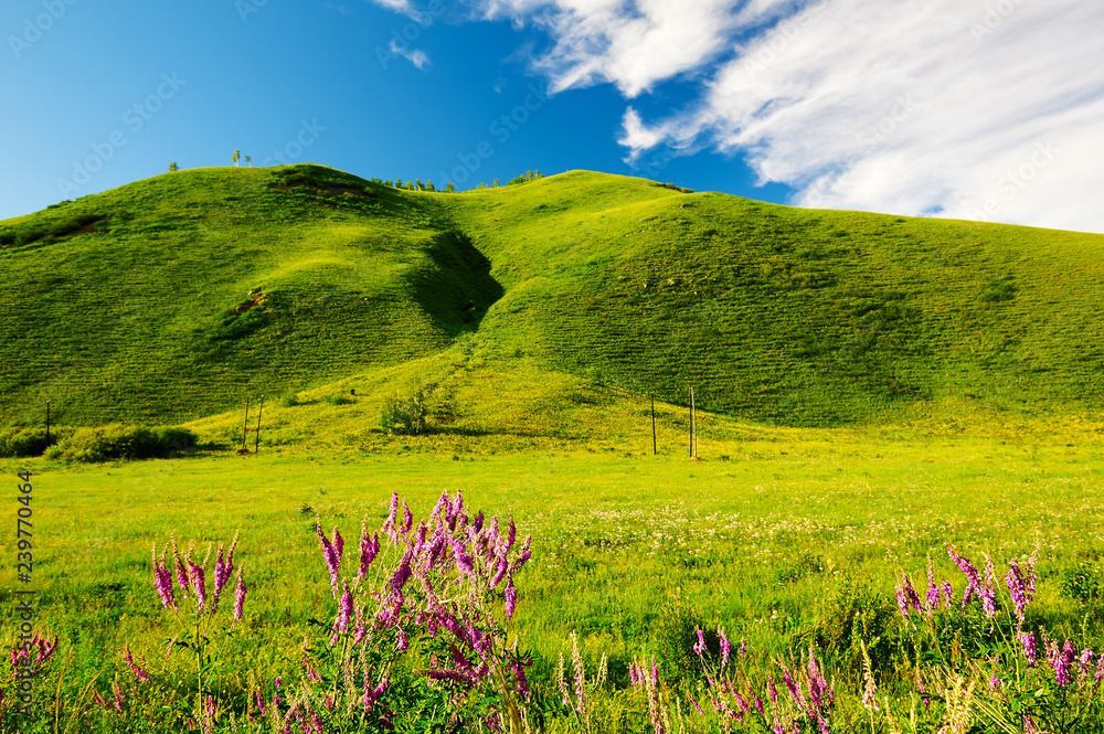 The summer Hulunbuir grassland of China landscape.