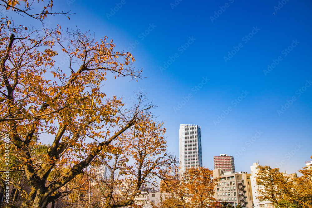 紅葉とビル群