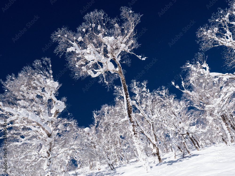 日本群山中白雪皑皑的树木和晴朗的蓝天的如画景色。