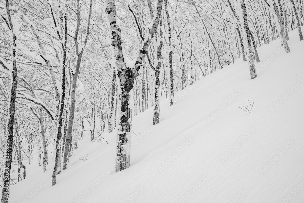 暴风雪过后，无尽的树木被霜冻和新鲜的粉雪覆盖。