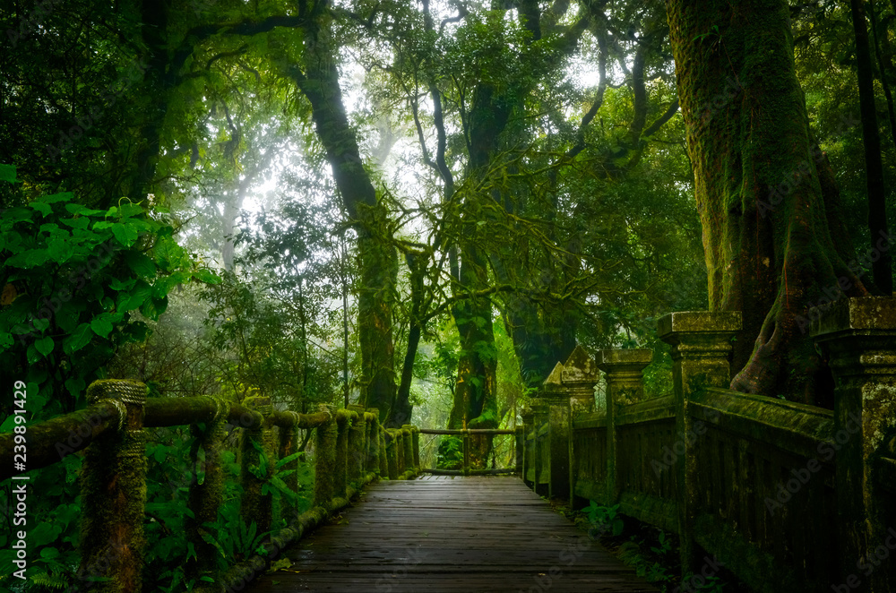 亚洲热带雨林