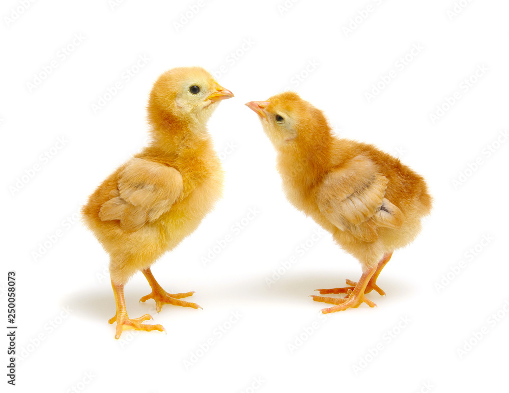  little newborn chickens isolated on white background