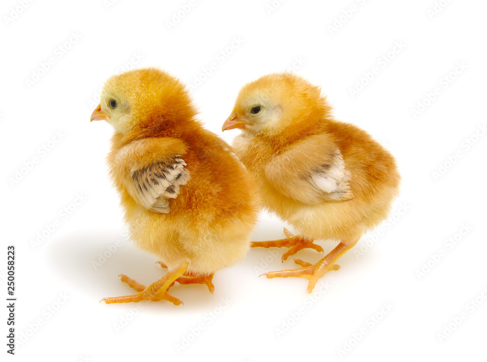 Chicks isolated on white