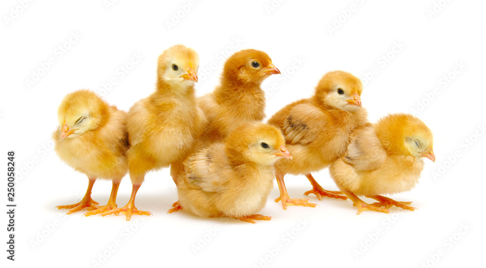 Chicks isolated on white