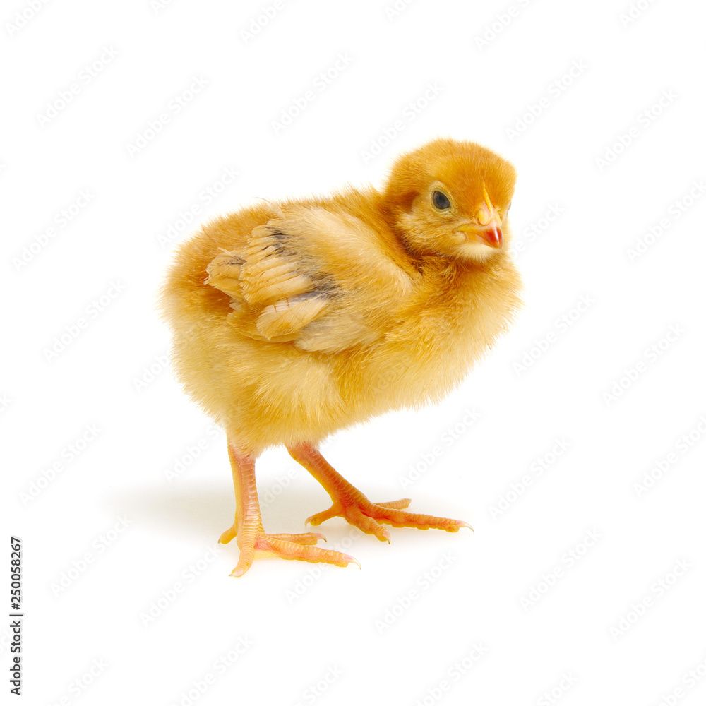 Chicks isolated on white