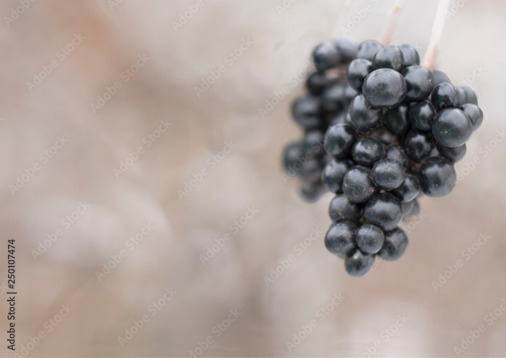 罗文。Aronia Aronia或Chokeberry（lat.Aronia blackcarpa）。冬季背景。选择性聚焦clo