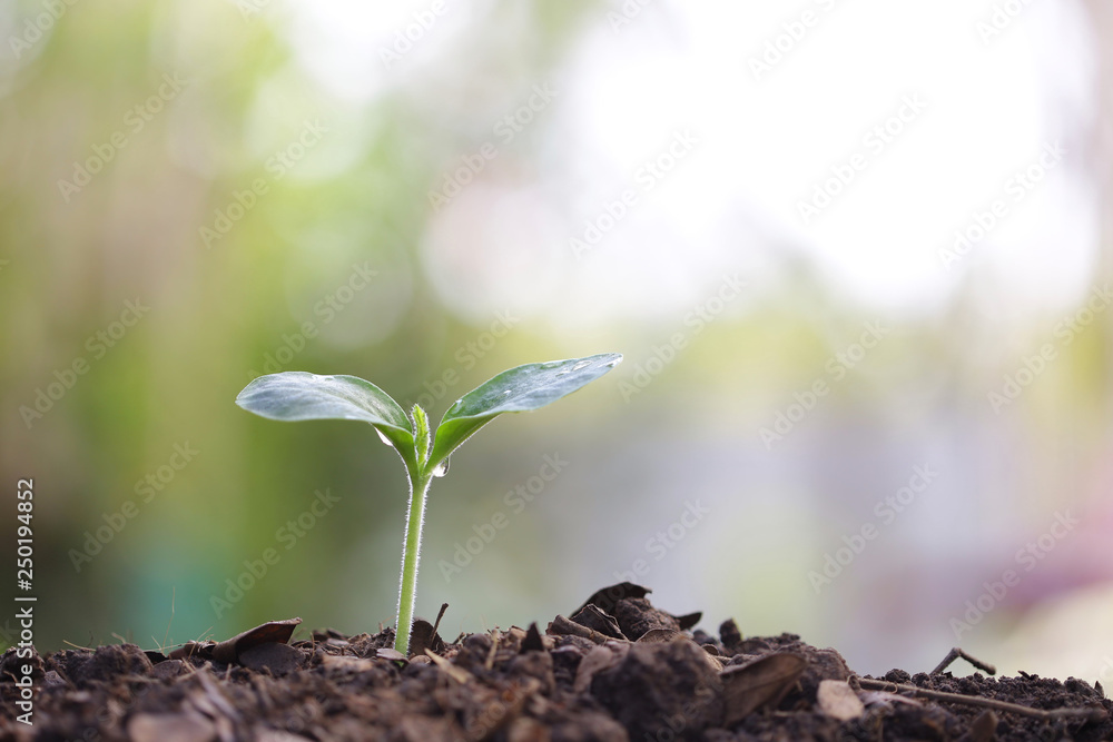 用露水种植小树树苗