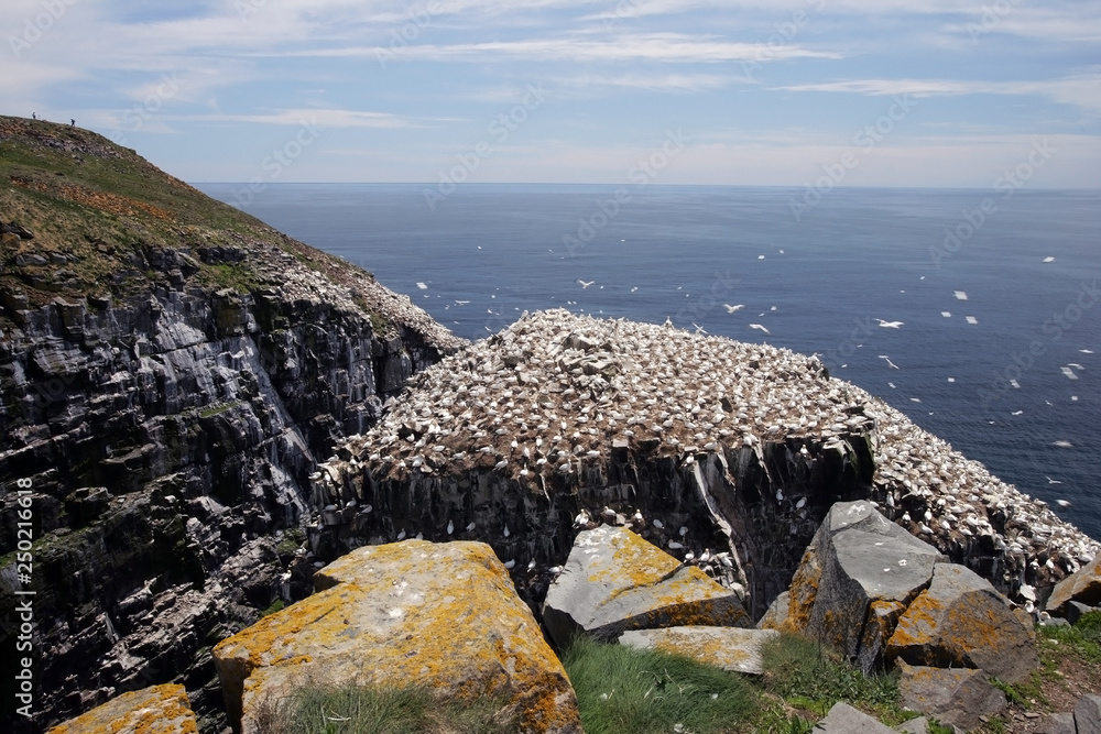 Gannets，交配季节，加拿大纽芬兰圣玛丽角