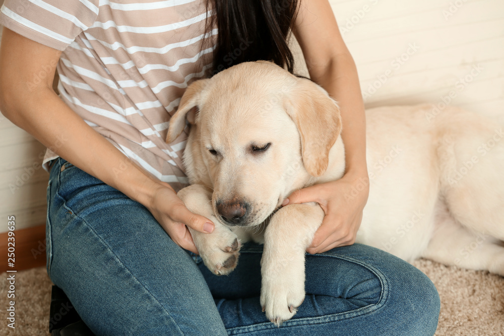 可爱的拉布拉多犬，主人在家休息