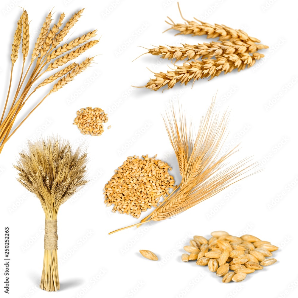 Wheat ears isolated on white background