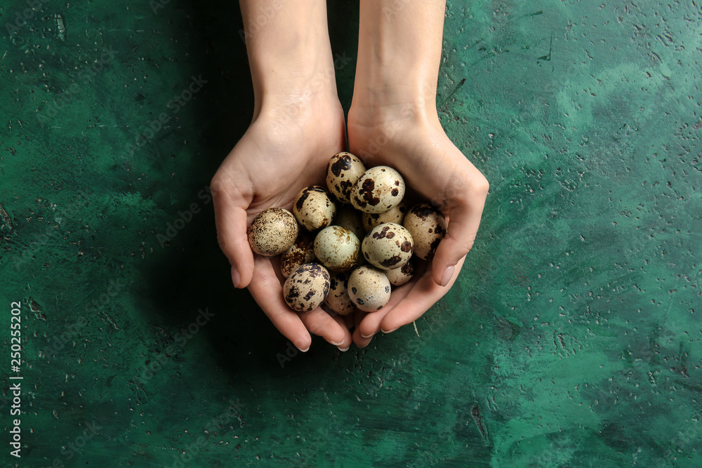 Female hands with fresh quail eggs on color background