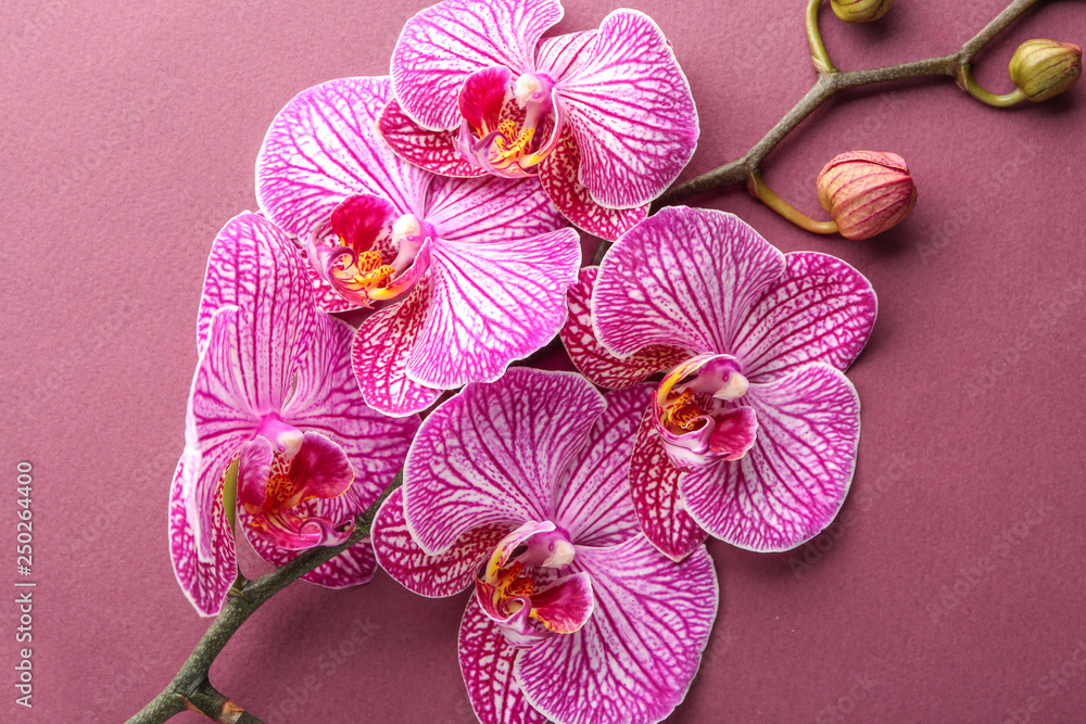 Beautiful orchid flowers on color background