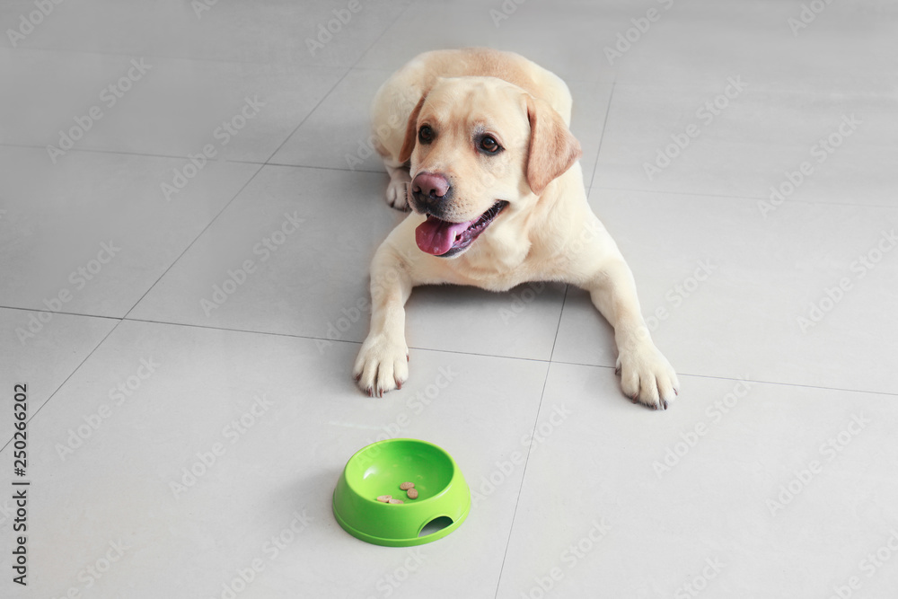 Cute Labrador Retriever near bowl with food at home