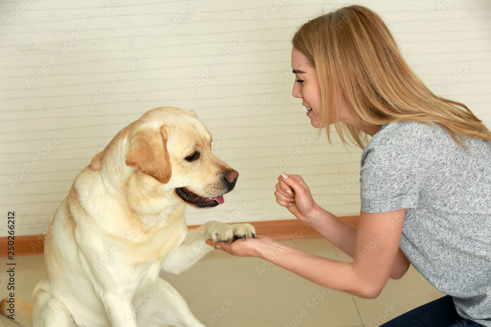 Cute Labrador Retriever giving paw to owner at home