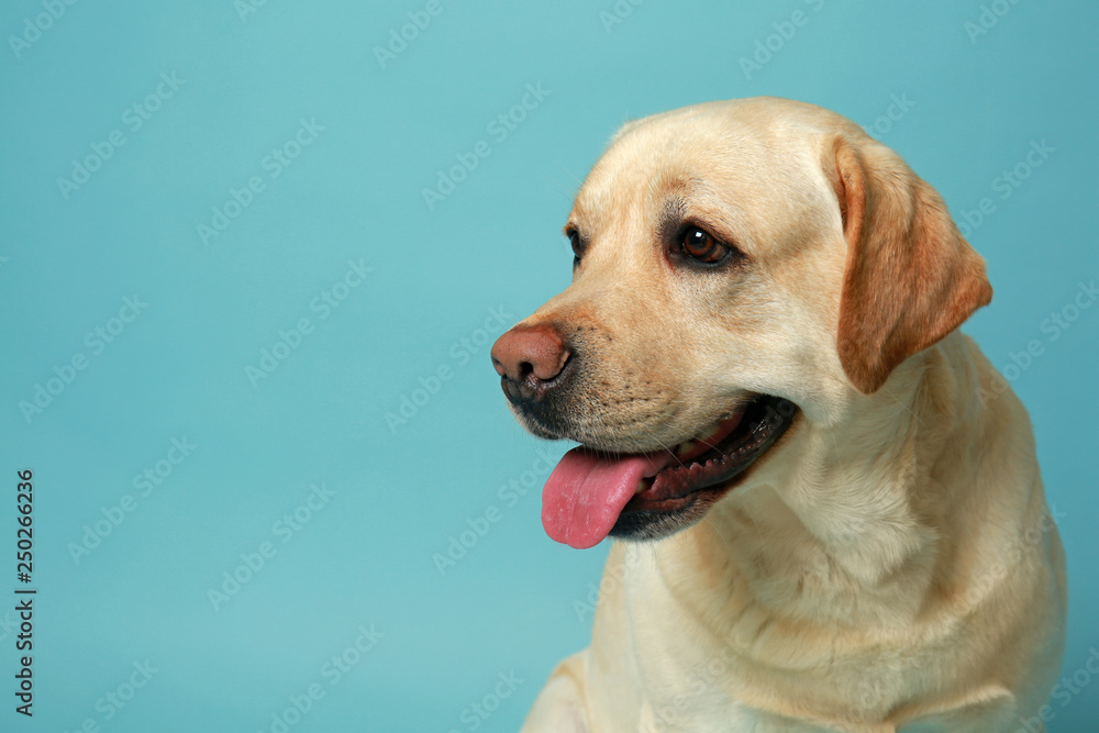 Cute Labrador Retriever on color background