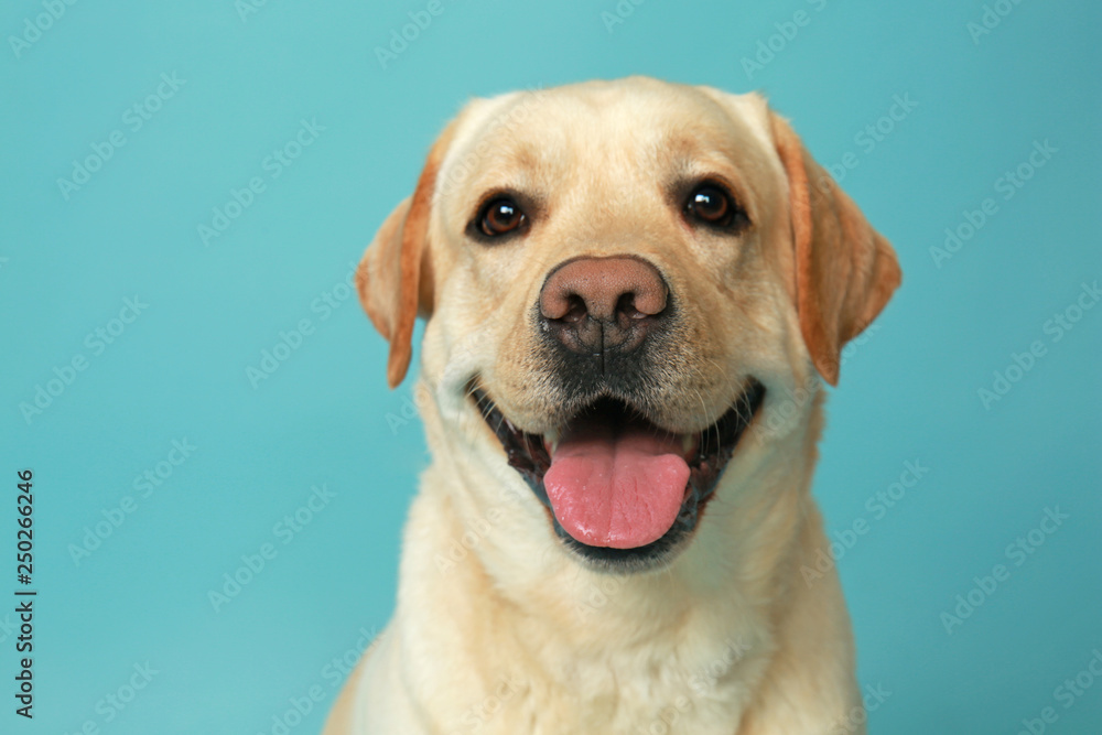 Cute Labrador Retriever on color background