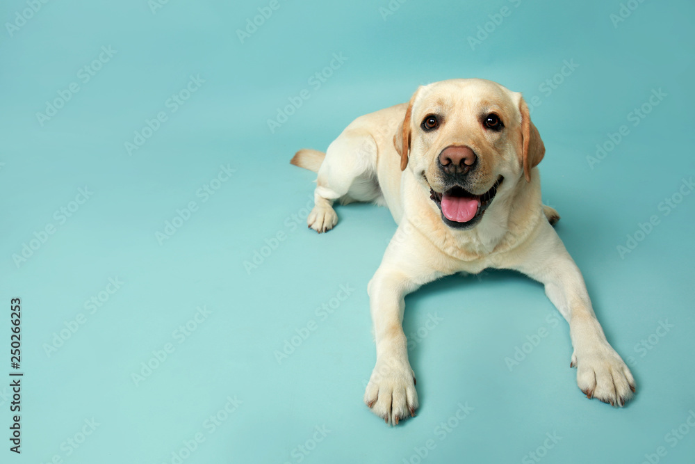 Cute Labrador Retriever on color background