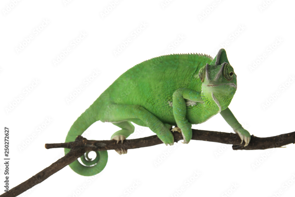 Cute green chameleon on branch against white background