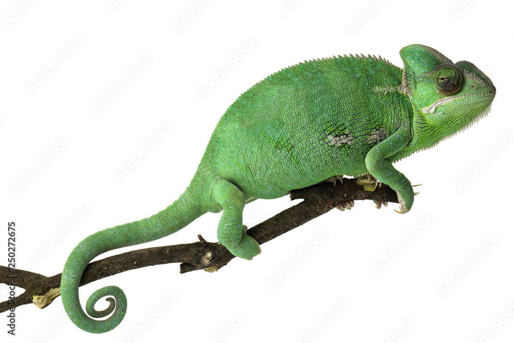 Cute green chameleon on branch against white background