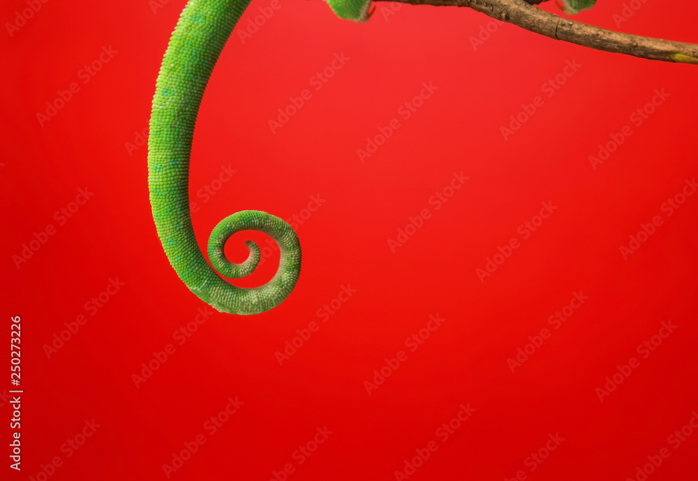 Tail of green chameleon on color background