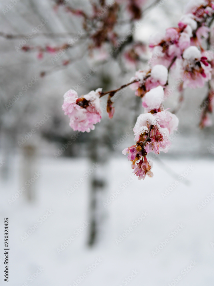 Sakura