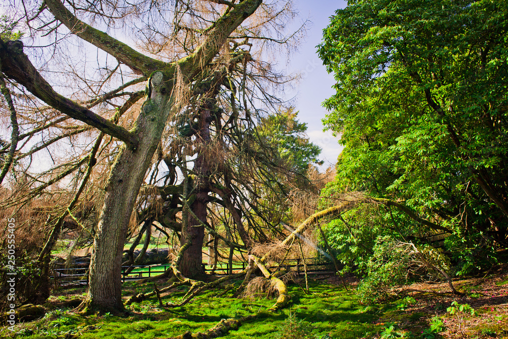 Forest moss Scotland