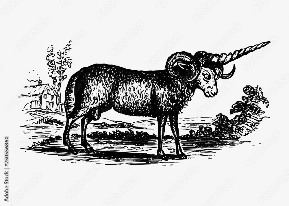 Vintage goat illustration