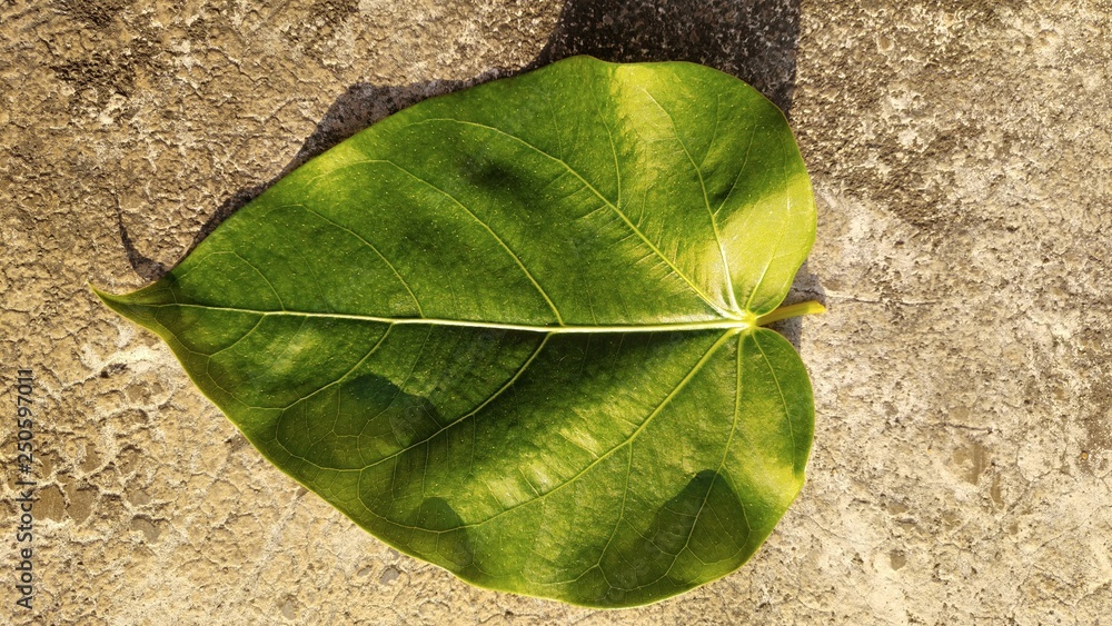 green leaf on the floor