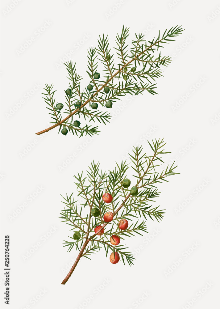 Common and prickly juniper