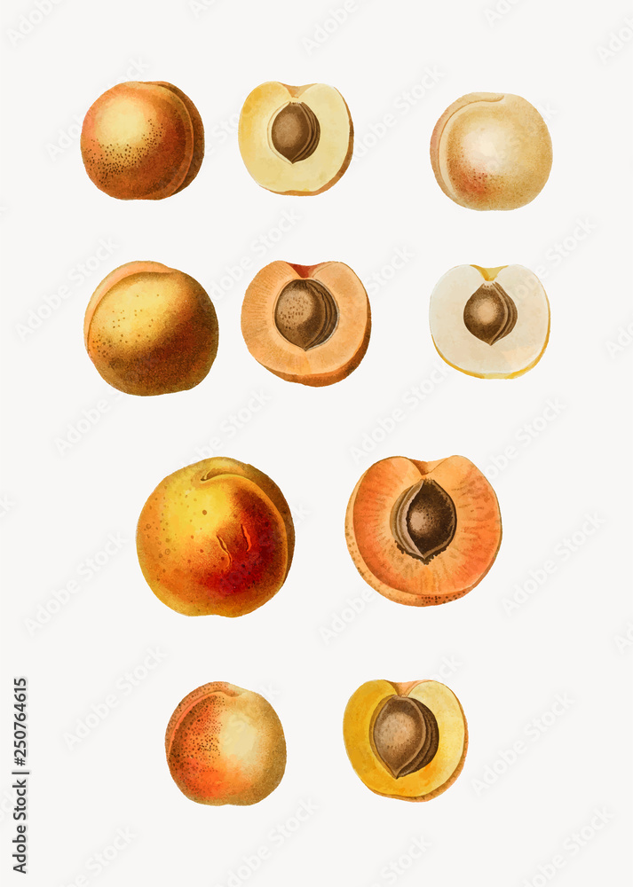 Apricot fruits