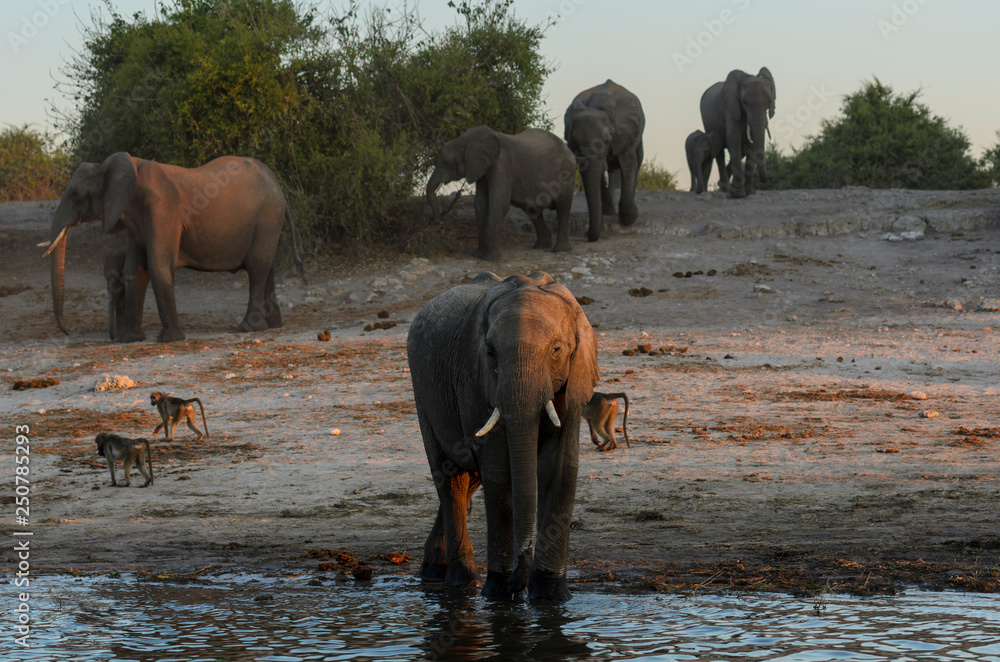 非洲丛林象（Loxodonta africana），又名非洲稀树草原象或非洲大象饮酒