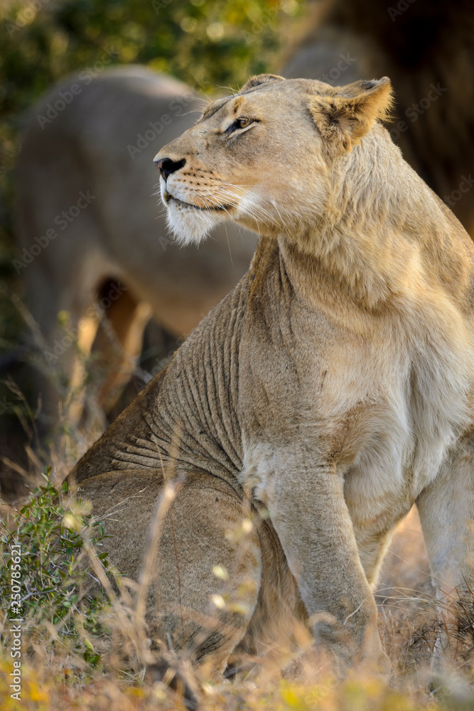 狮子（Panthera leo）。夸祖鲁-纳塔尔。南非