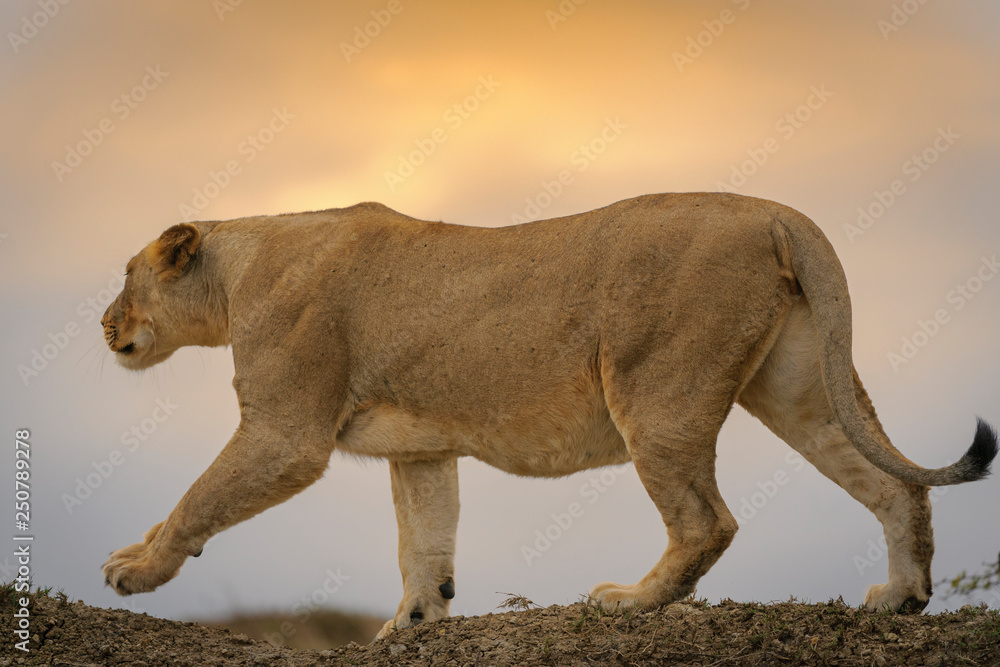 Lion (Panthera leo). KwaZulu Natal. South Africa