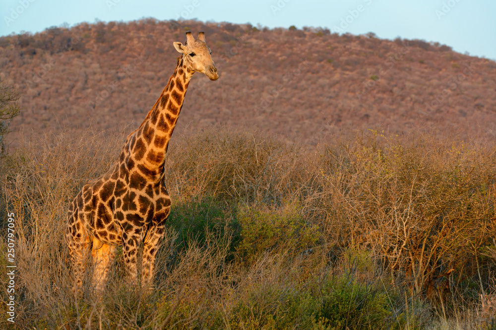 South African giraffe or Cape giraffe (Giraffa camelopardalis giraffa). North West Province. South A