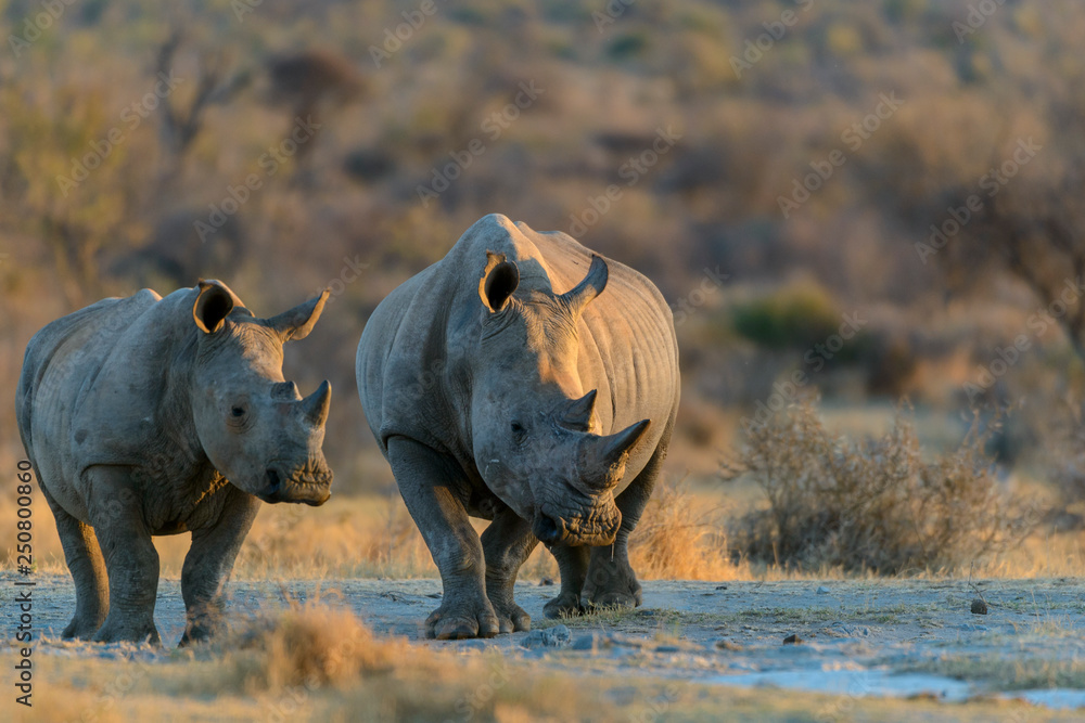 White rhinoceros or square-lipped rhinoceros or rhino (Ceratotherium simum). North West Province. So