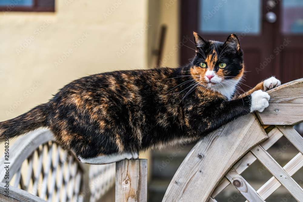 房子外面有黑色和棕色的猫。