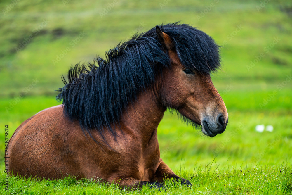 Icelandic horse in scenic nature of Iceland.