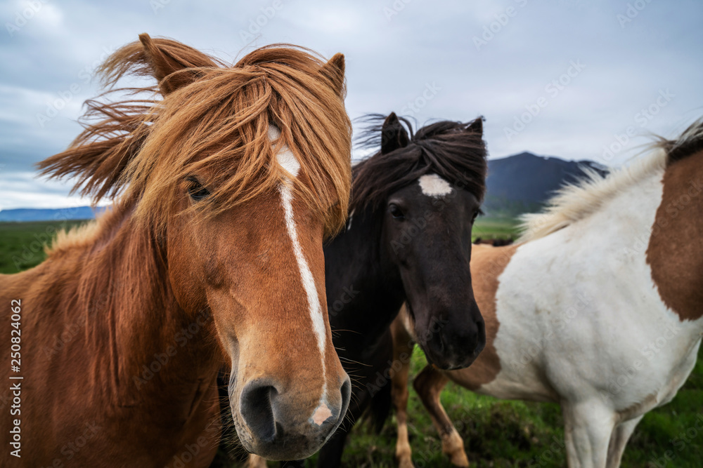 Icelandic horse in scenic nature of Iceland.