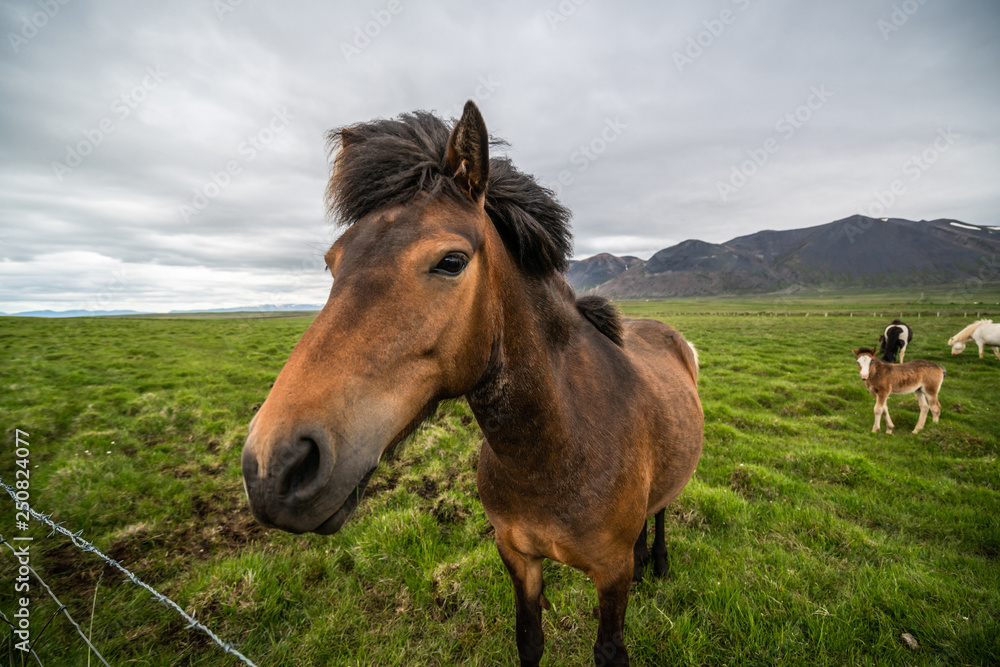 Icelandic horse in scenic nature of Iceland.