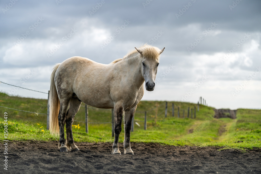 Icelandic horse in scenic nature of Iceland.