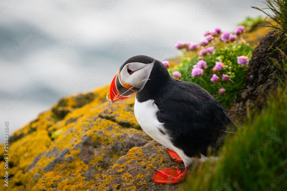 Wild Atlantic puffin seabird in the auk family.