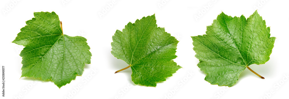 Grapes green leaf isolated