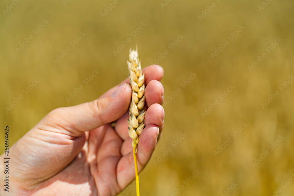 手中的小麦小穗。生长在农田里的黄色谷物准备收割