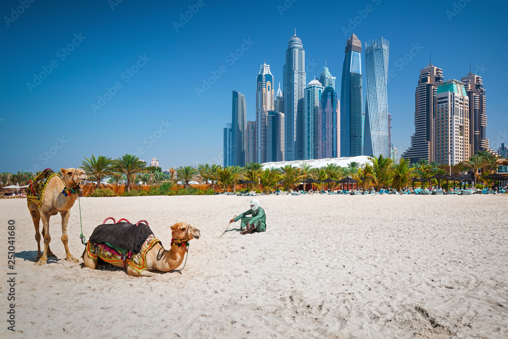 Camels on Jumeirah beach and skyscrapers in the backround in Dubai,Dubai,United Arab Emirates