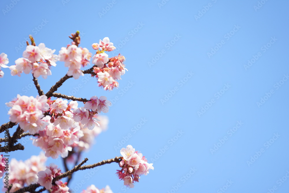 東京の桜