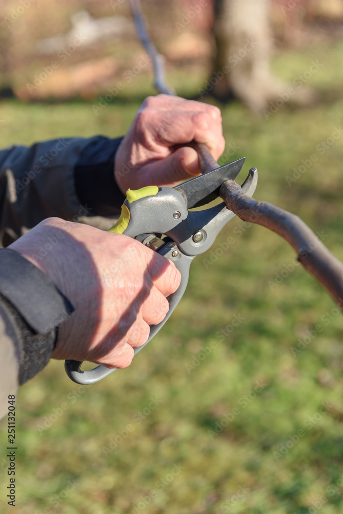 Gardening work in spring time. Garden secateur in man hands